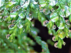 Tiny raindrops on the fir leaves