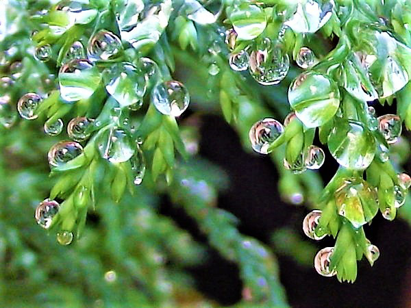 Tiny raindrops on the fir leaves