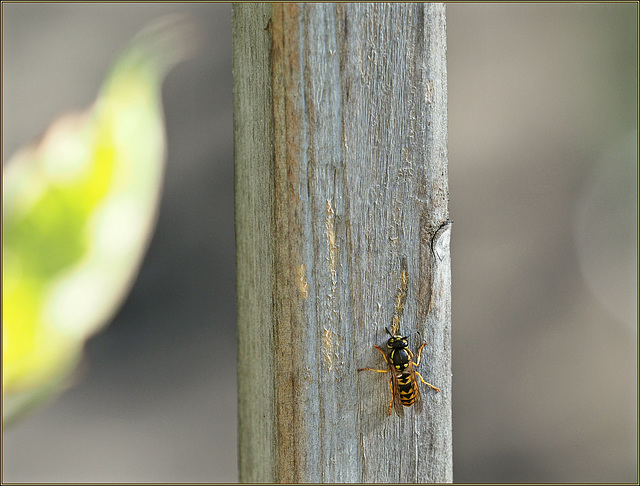 Industrial yellowjacket