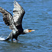 EOS 90D Peter Harriman 09 17 09 43977 cormorantTakeOff dpp