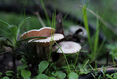 Clitocybe rivulosa