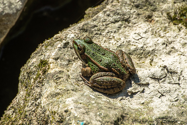 Kleiner Wasserfrosch