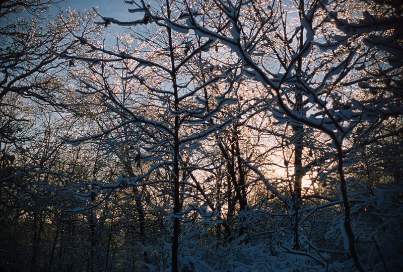 A Winter Walk in the Woods