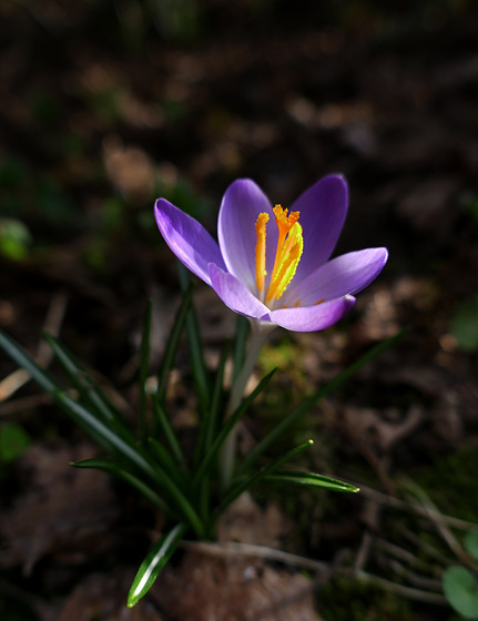 little Crocus