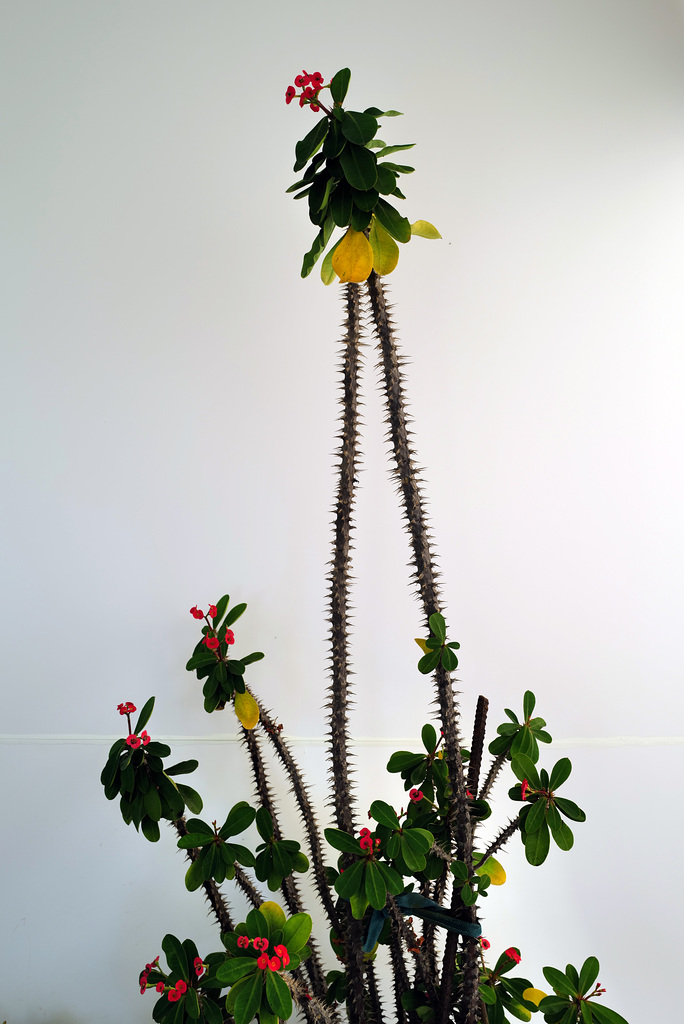 Euphorbia milii, Monte Gordo