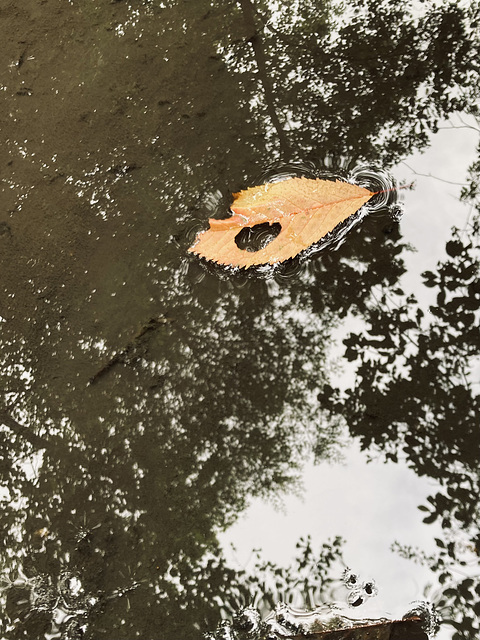 This leaf dropped into a puddle as I walk