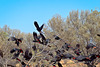 Red-tailed Black Cockatoos