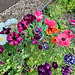 Raniculus22025