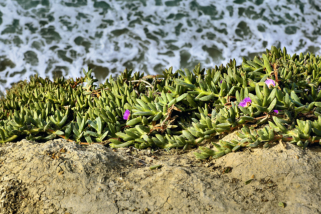 Ice Plants – San Gregorio Beach State Park, San Mateo County, California