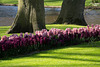 Keukenhof DSC09262