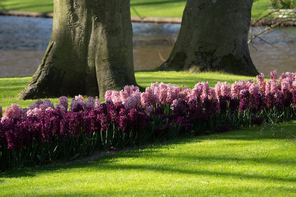 Keukenhof DSC09262