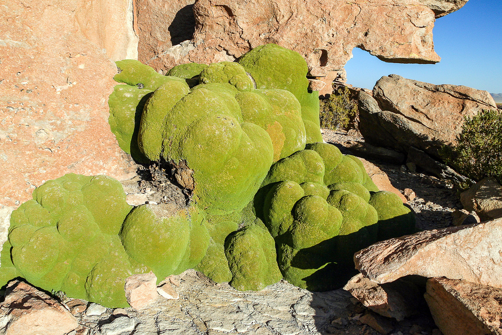 Yareta - Azorella compacta