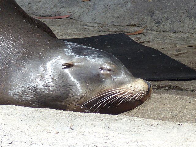 San Francisco Zoo (50) - 19 April 2016