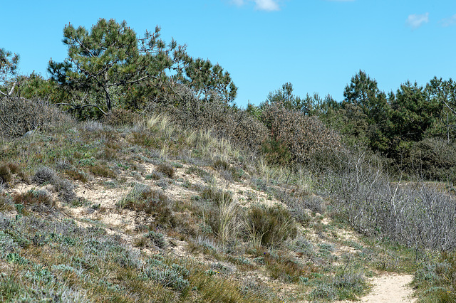 Les Sables Boisseau, Dünenlandschaft - 2016-04-28_D4_DSC7074