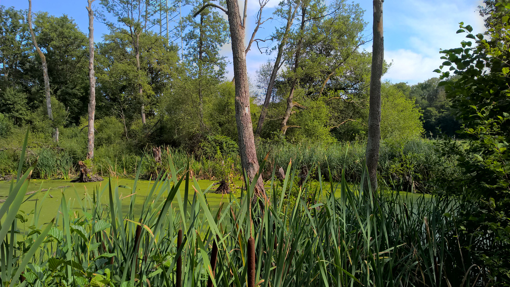 Hanau, Schifflache bei Großauheim, Deutschland