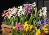 Hyacinths, with Narcissus "Jetfire" and Narcissus "Tête à Tête" in the foreground.