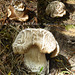 ID? What kind of mushroom might I be?