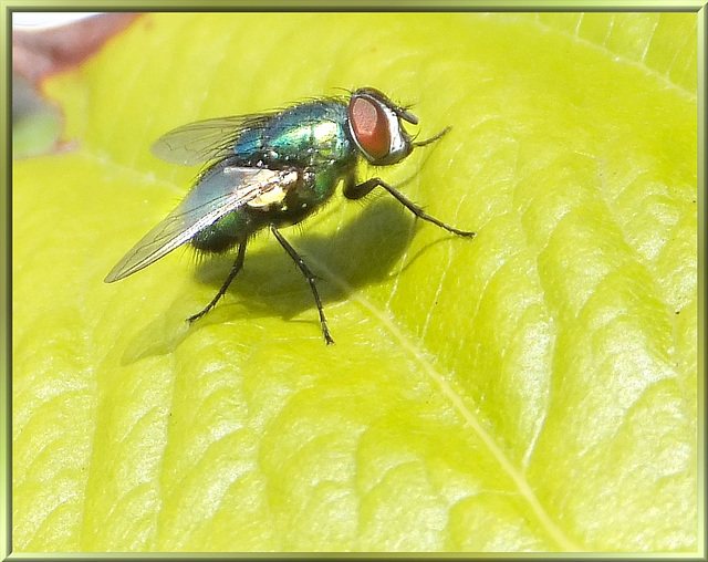 Goldfliege. (Lucilia sericata). ©UdoSm