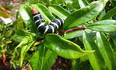 Frangipani Caterpillar (1) - 15 March 2019