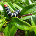 Frangipani Caterpillar (1) - 15 March 2019