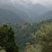 Cloud forest valley