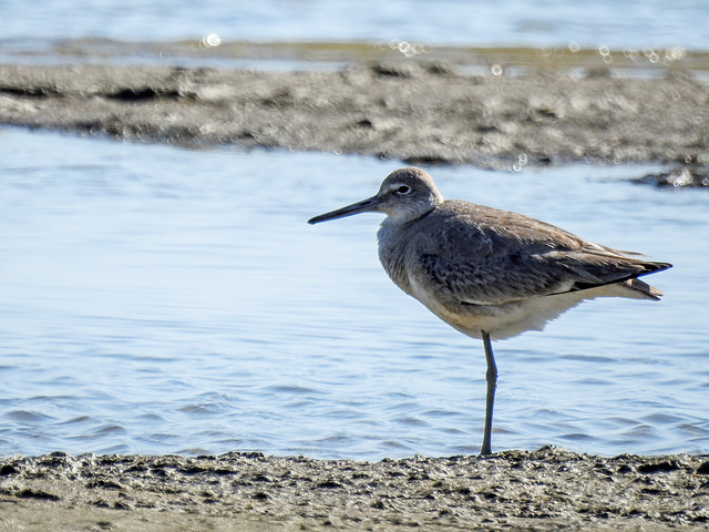Day 3, Willet?