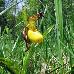 Lady's Slipper (Cypripedium calceolus)