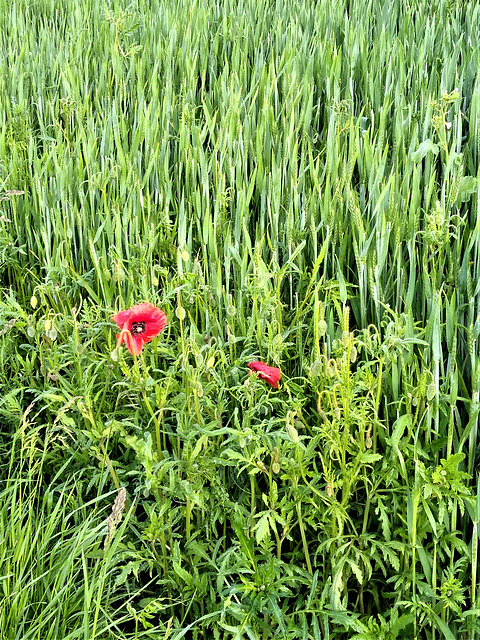 Mohn am Wegesrand