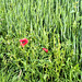 Mohn am Wegesrand