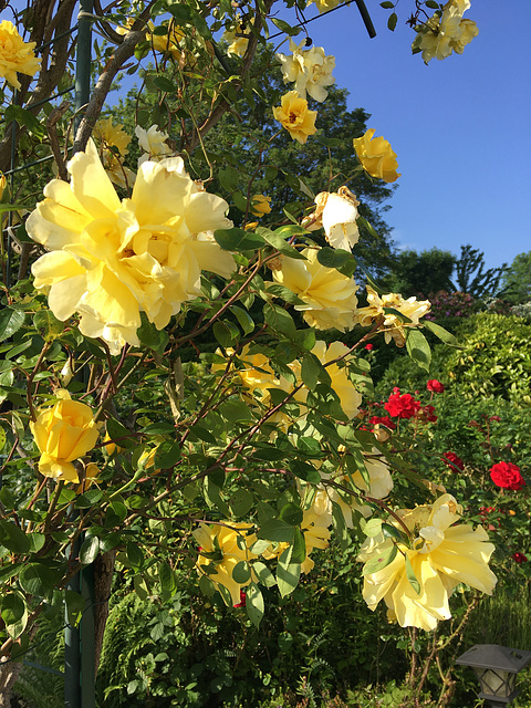 Rosiers jaunes et rouges