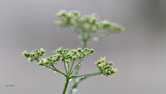 Persil en fleur, après l'orage