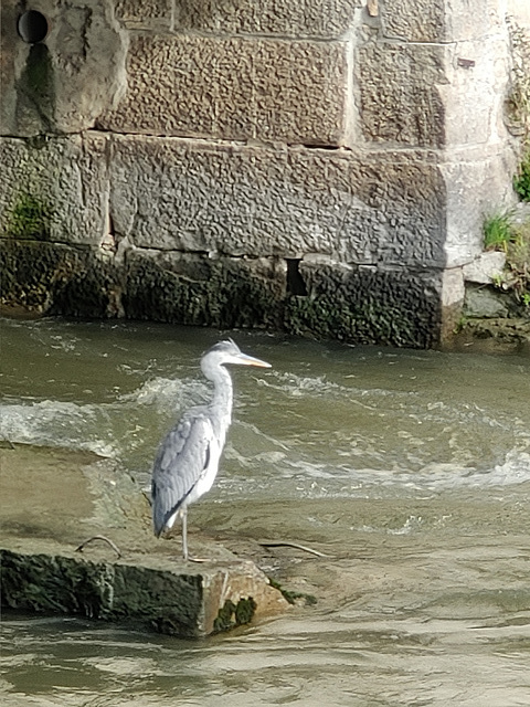 Fisherman