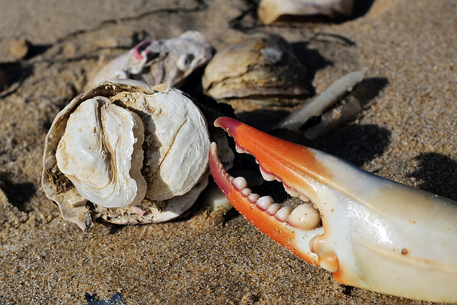 Monte Gordo, Afterdeath agressivity?