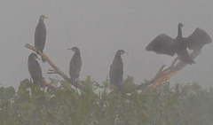 Lake hule -cormorans