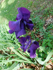 Iris****************
