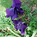 Iris****************