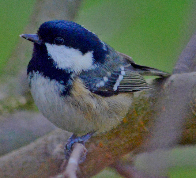 Coal Tit