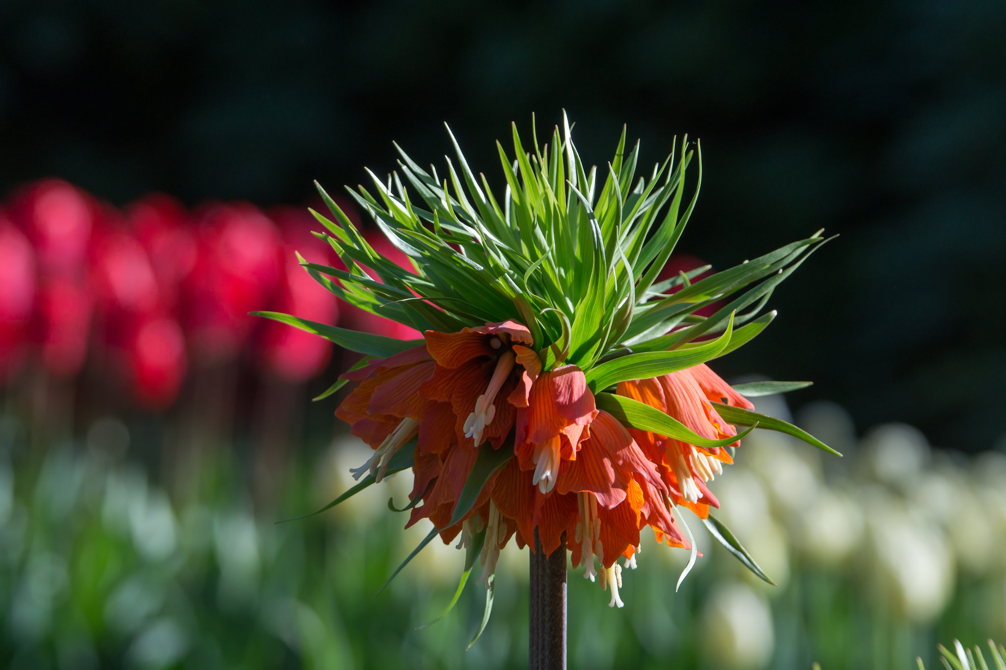 Keukenhof DSC09266