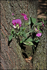 Lathyrus (4)