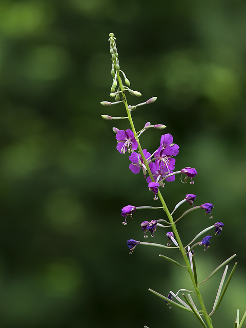 Fleurs sauvages de montagne