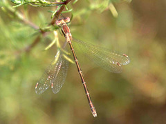 Small Spreadwing f Lestes virens virens) DSB 1116