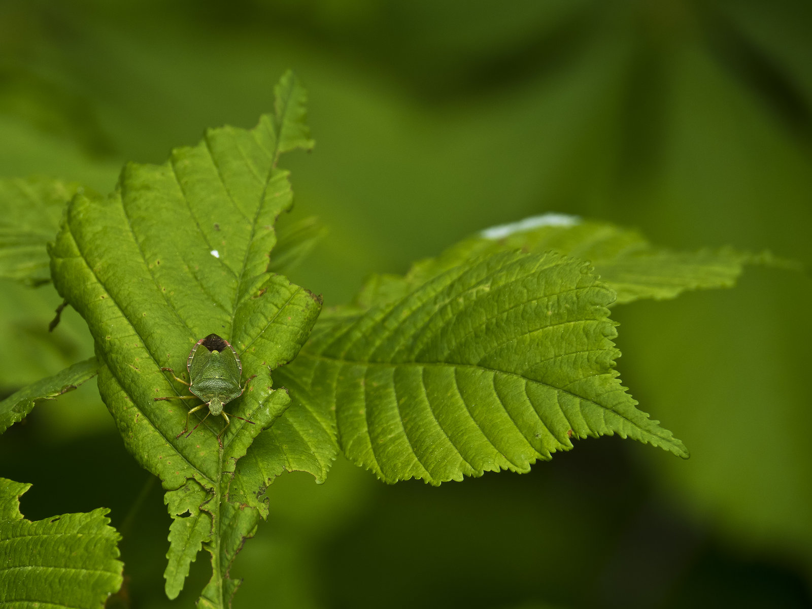 Green on the green