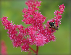 Bumblebee in the astilbe