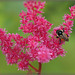 Bumblebee in the astilbe