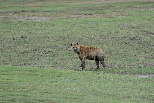 Ngorongoro, Spotted Hyena