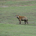 Ngorongoro, Spotted Hyena