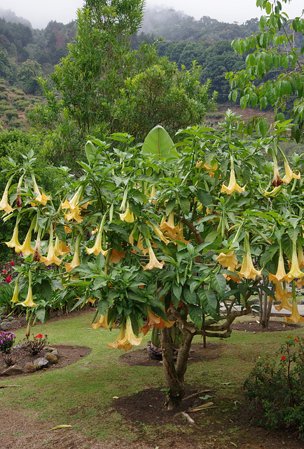 Angel's Trumpets