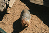 California ground squirrel