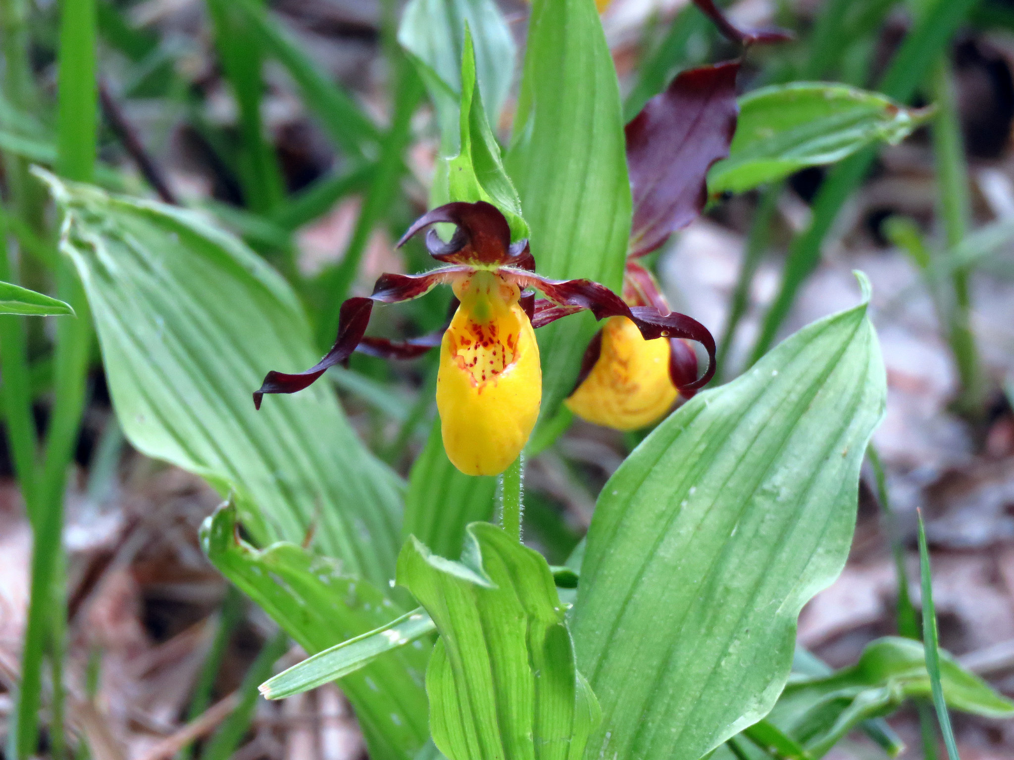 Lady's Slipper (Cypripedium calceolus)