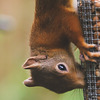 Red Squirrel - one of the resident family